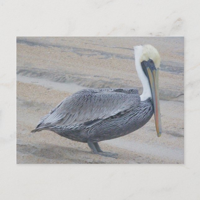 Brown Pelican OBX Postcard (Front)
