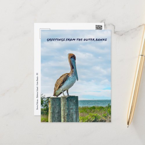 Brown Pelican Outer Banks NC Postcard