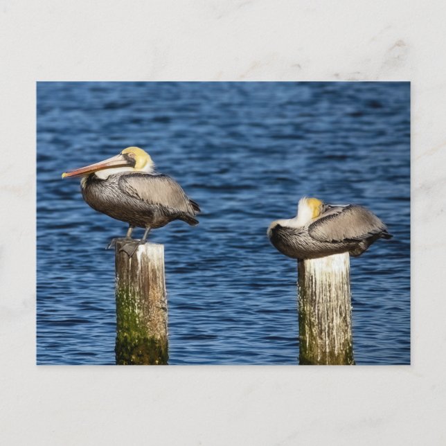 Brown Pelican Pair Roosting on Posts  Postcard (Front)
