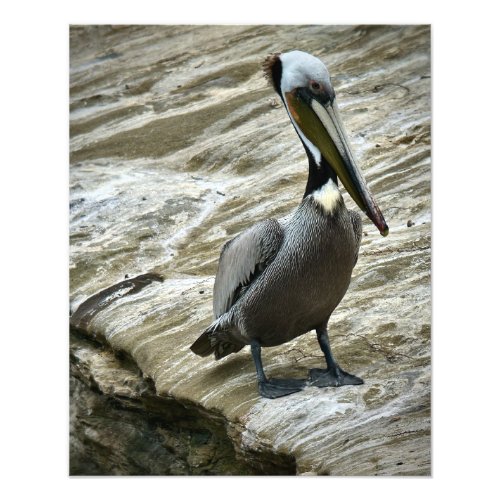 Brown Pelican Photo Print