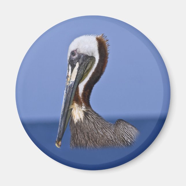 Brown Pelican Portrait Magnet (Front)