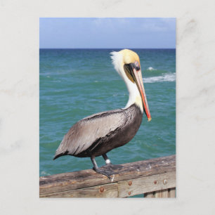 Brown Pelican Postcard
