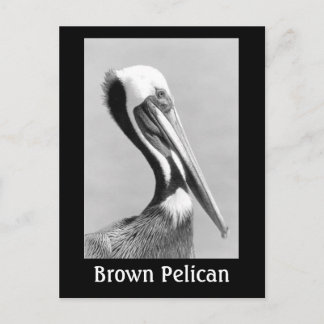 Brown Pelican Postcard