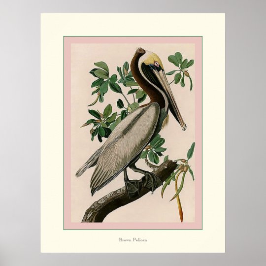 Brown Pelican Poster