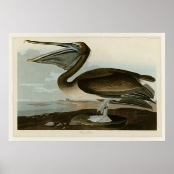Brown Pelican Poster by birdpictures at Zazzle