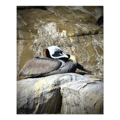 Brown Pelican Sleeping Photo Print