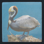 Brown Pelican Stone Coaster<br><div class="desc">The smallest of the pelican species, the Brown Pelican, has beautiful coloring as a adult with the white feathers on his head and neck. Most striking of all is his bright blue yes and pink eye rings. In this nature lover’s image he is seen perched on a post near water’s...</div>