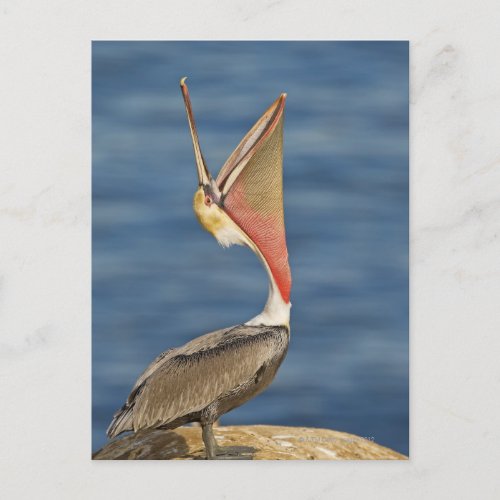 Brown Pelican with mouth open Postcard