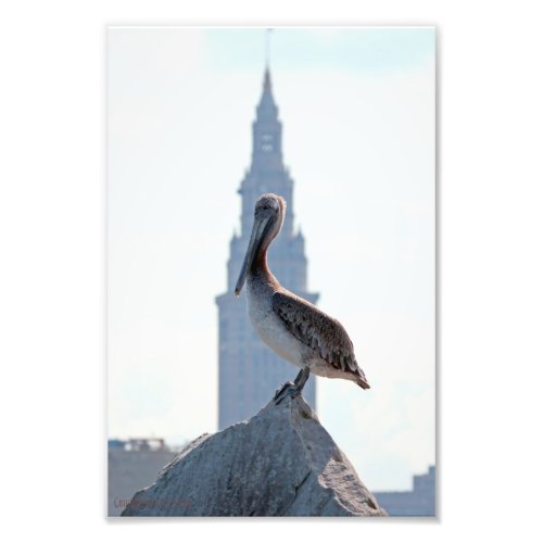 Brown Pelican with Terminal Tower in Cleveland Photo Print