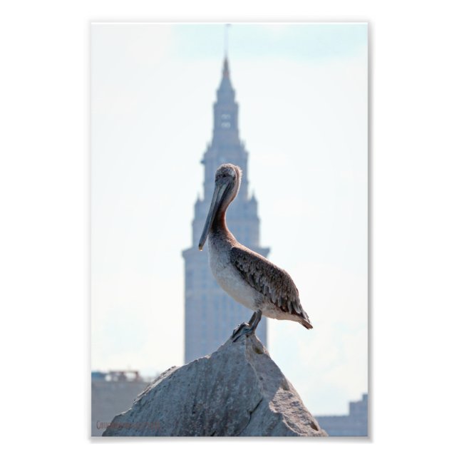 Brown Pelican with Terminal Tower in Cleveland Photo Print (Front)
