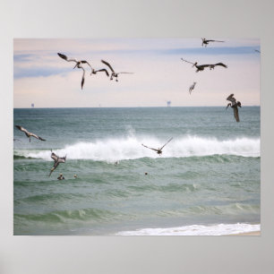 Brown Pelicans Feeding in the Gulf Color 16x20 Poster