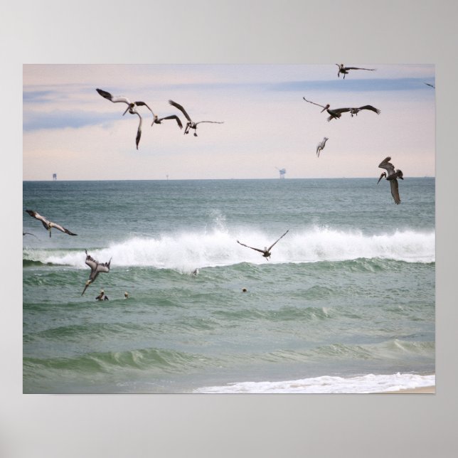 Brown Pelicans Feeding in the Gulf Color 16x20 Poster (Front)