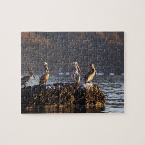 Brown pelicans on rock in Puerto Escondido near Jigsaw Puzzle