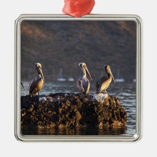 Brown pelicans on rock in Puerto Escondido near Metal Ornament