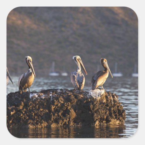 Brown pelicans on rock in Puerto Escondido near Square Sticker