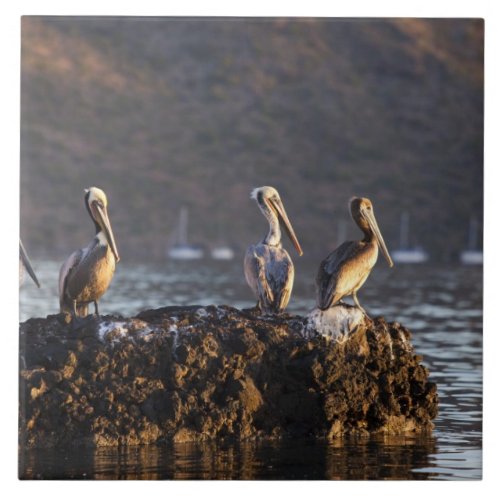 Brown pelicans on rock in Puerto Escondido near Tile