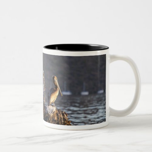 Brown pelicans on rock in Puerto Escondido near Two_Tone Coffee Mug