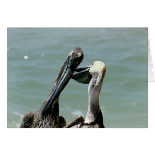 Brown Pelicans Preening Cards (Front Horizontal)