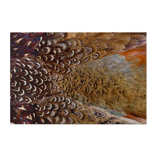 Brown Pheasant Feather Design Acrylic Print