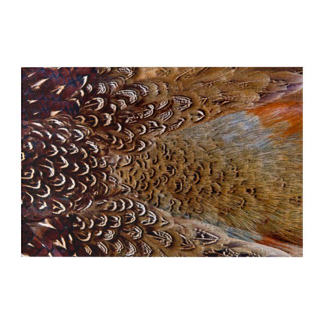 Brown Pheasant Feather Design Acrylic Print (Front)