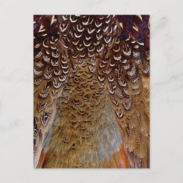 Brown Pheasant Feather Design Postcard (Front)