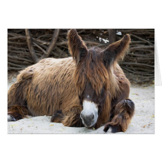 Brown Poitou Donkey