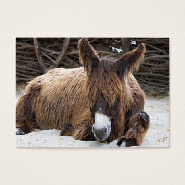 Brown Poitou Donkey (Front)