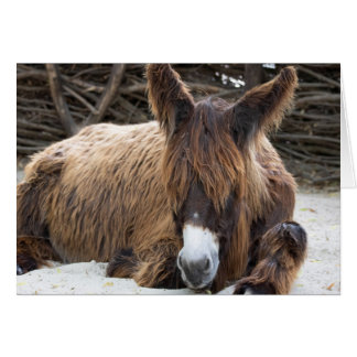 Brown Poitou Donkey