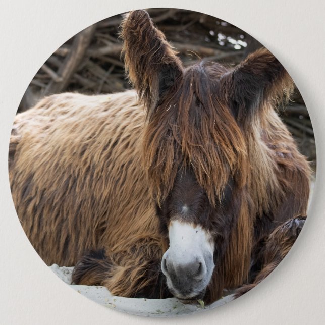 Brown Poitou Donkey Button (Front)