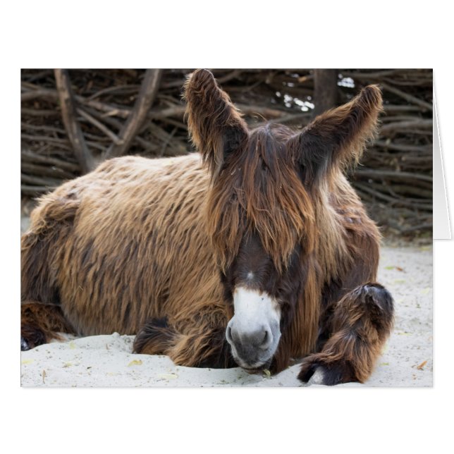 Brown Poitou Donkey Cards (Front Horizontal)