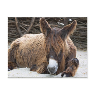 Brown Poitou Donkey Postcard