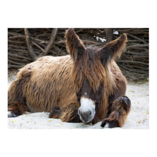 Brown Poitou Donkey Poster