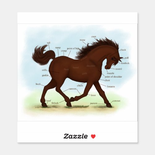 Brown Pony Horse Anatomy Chart Educational Sticker