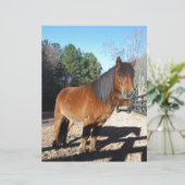 Brown pony turquoise Sky (Standing Front)