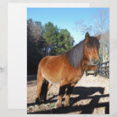 Brown pony turquoise Sky (Front/Back)