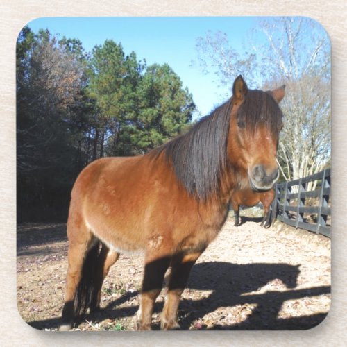 Brown pony turquoise Sky Beverage Coaster