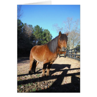 Brown pony turquoise Sky Cards