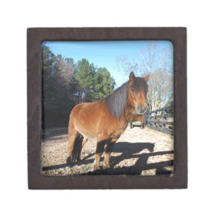 Brown pony turquoise Sky Gift Box