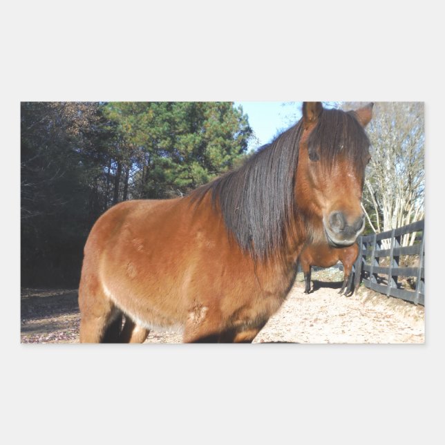 Brown pony turquoise Sky Rectangular Sticker (Front)