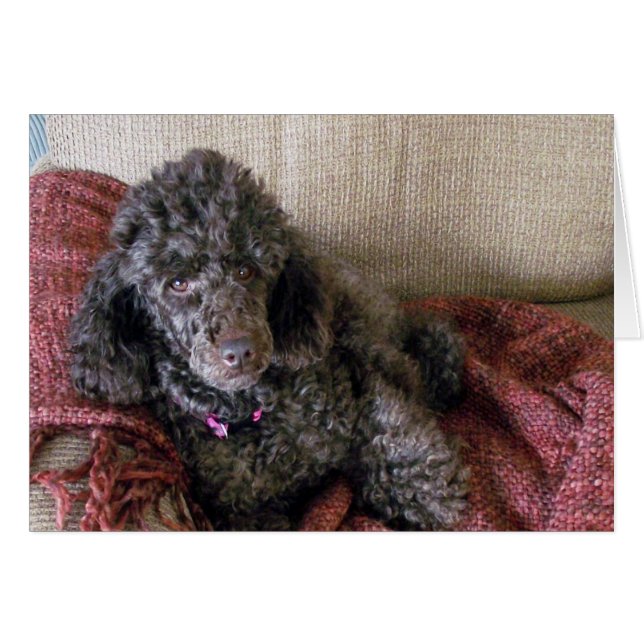 Brown Poodle in Chair, Custom, Blank Inside (Front Horizontal)