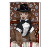 Brown Poodle Puppy in Suit (Front)