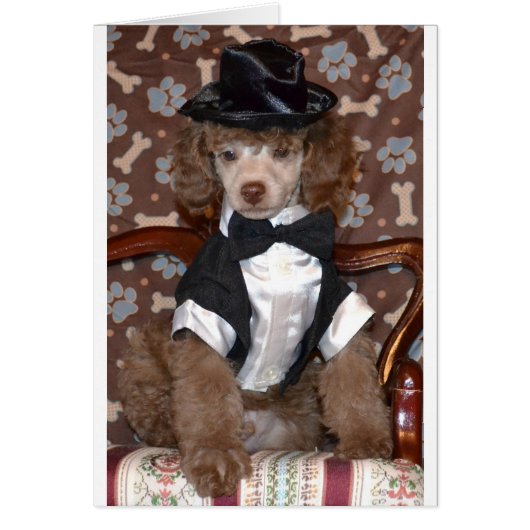 Brown Poodle Puppy in Suit (Front)