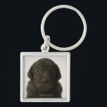 Brown puppy, portrait, close-up keychain<br><div class="desc">Animals->Dog</div>