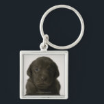 Brown puppy, portrait, close-up keychain<br><div class="desc">Animals->Dog</div>
