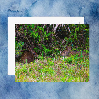 Brown Rabbits at Viera Wetlands Florida Postcard