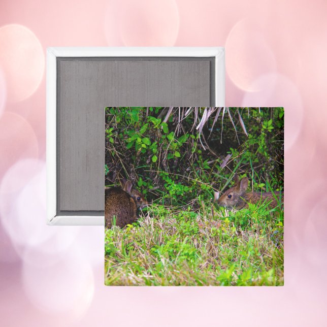 Brown Rabbits in the Grass Florida Magnet (A magnet with a photograph of two adorable brown rabbits)