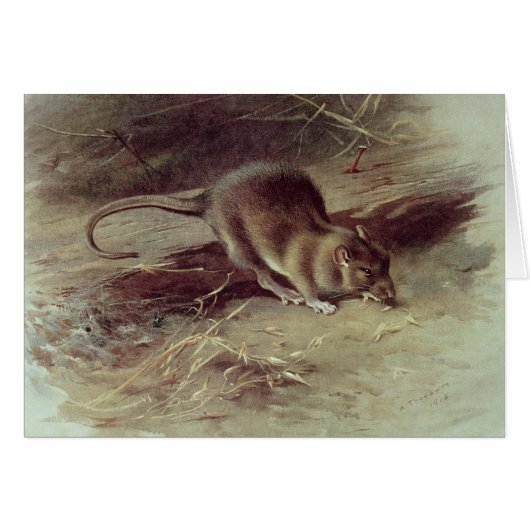 Brown Rat 1918 Cards (Front Horizontal)