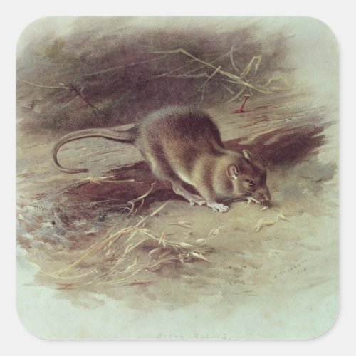 Brown Rat  1918 Square Sticker