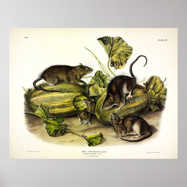 Brown Rat, Norway Rat, Rattus norvegicus - Audubon Poster (Front)