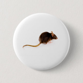 Brown Rat Pinback Button